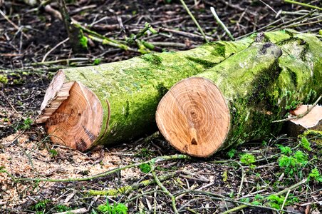 Lumber chopped sawed photo