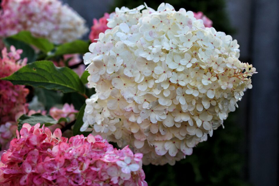 Flowers hydrangeas a flower garden