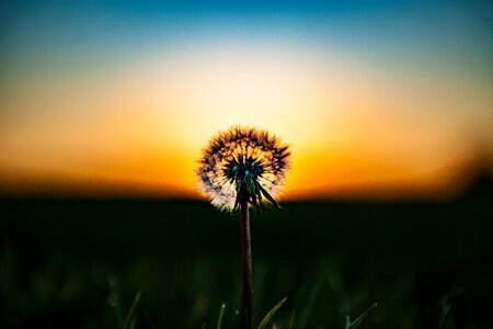 Nature stem blur photo