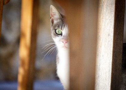 Cute animal pet