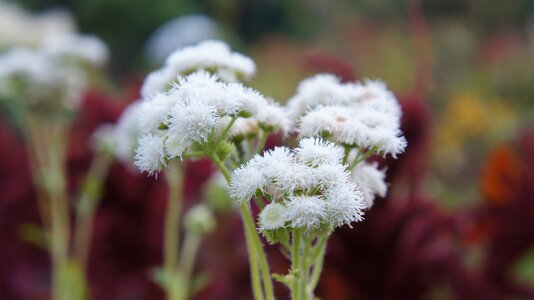 Plant flower season