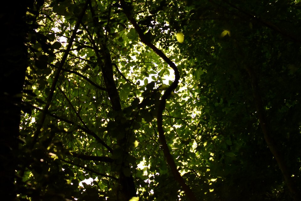 Wood growth outdoors