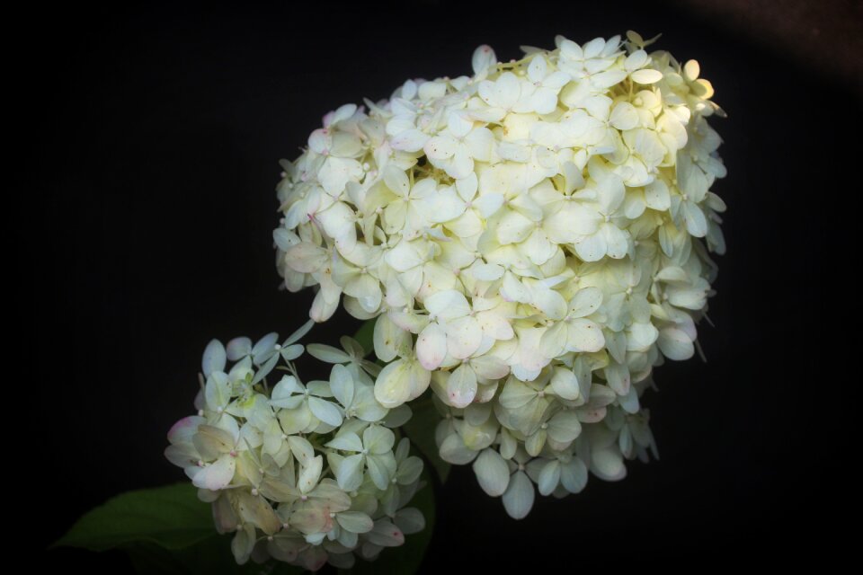 Hydrangea flower hydrangeas