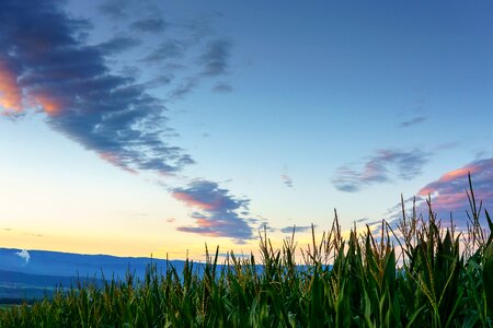 Field agriculture landscape photo