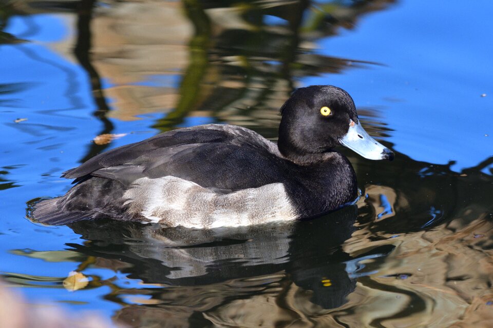 Waters duck a
