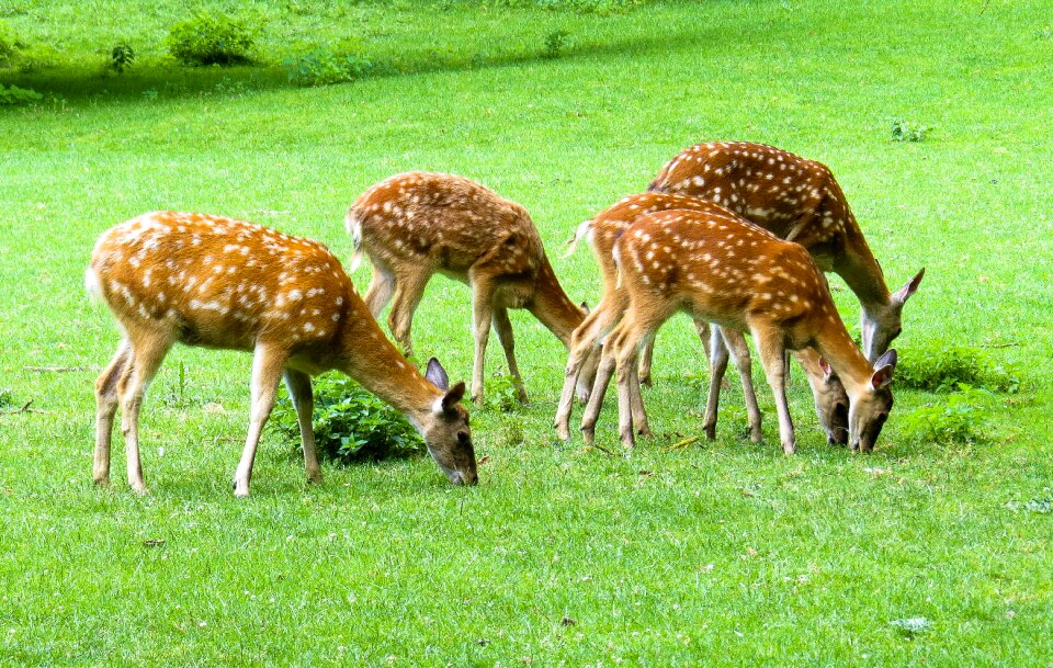 Fallow deer hirsch scheu