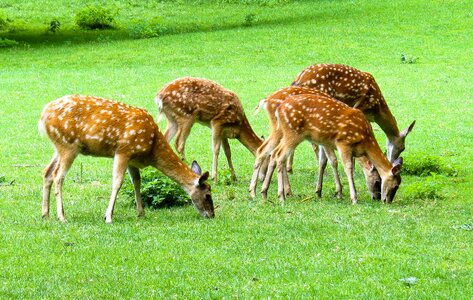 Fallow deer hirsch scheu photo