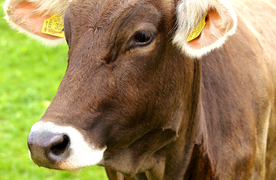 Pasture animal meadow