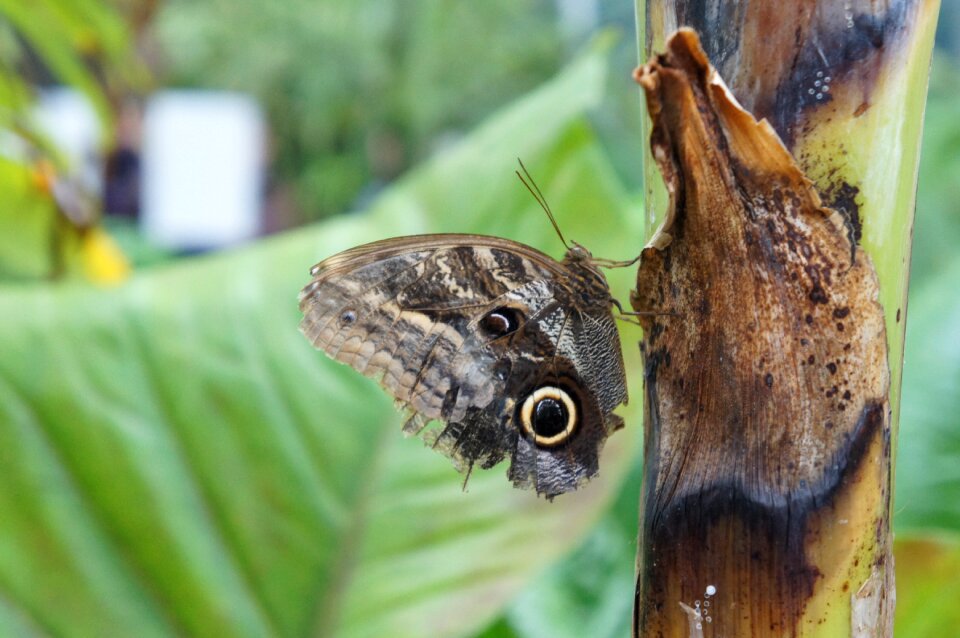 Animal world animal insect