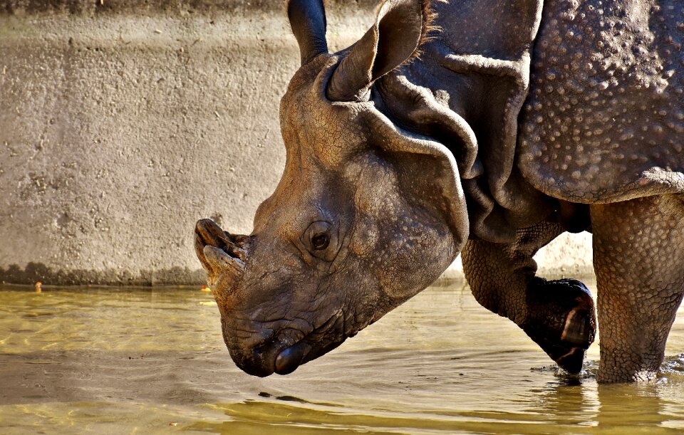 Pachyderm rhinoceros zoo