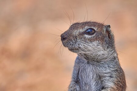 äuge head mammal