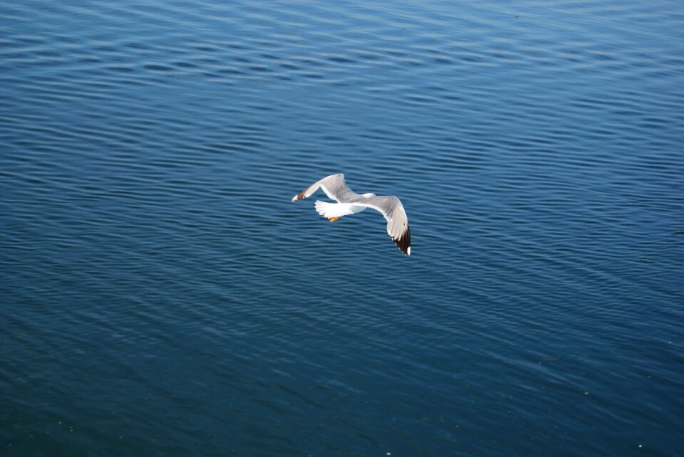 Lake outdoors seagull