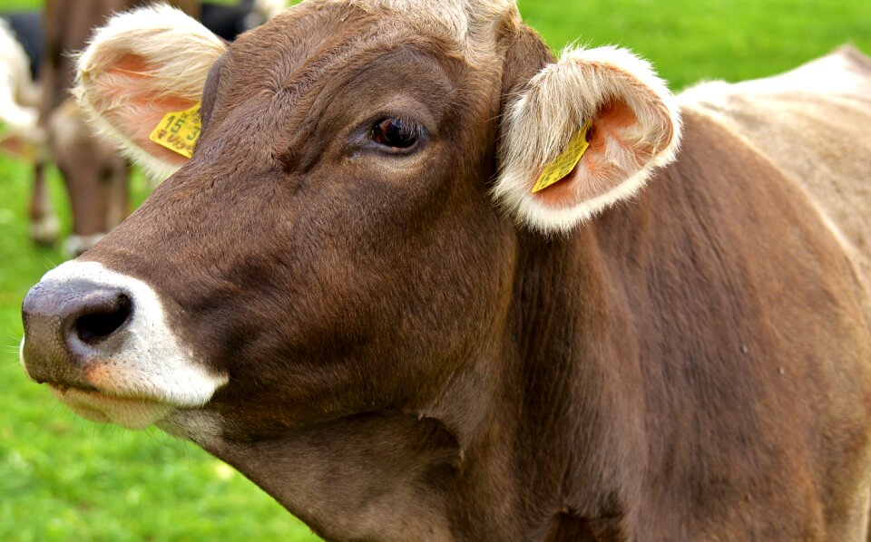 Cute ruminant dairy cattle