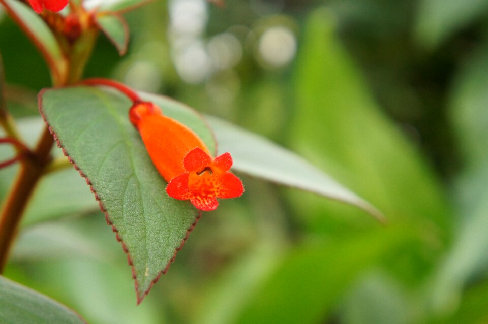 Leaf flower plant