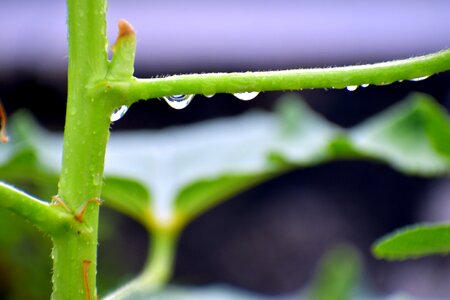 Refraction twig green
