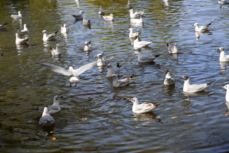 Swan animal swan lake