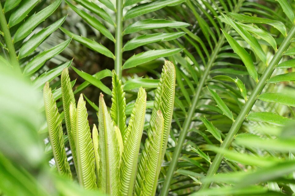 Leaf plant fiddlehead