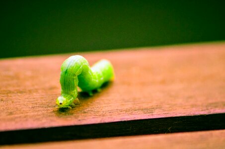 Caterpillar bug macro