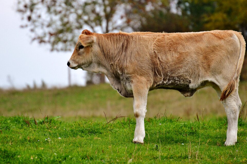 Pasture animal meadow