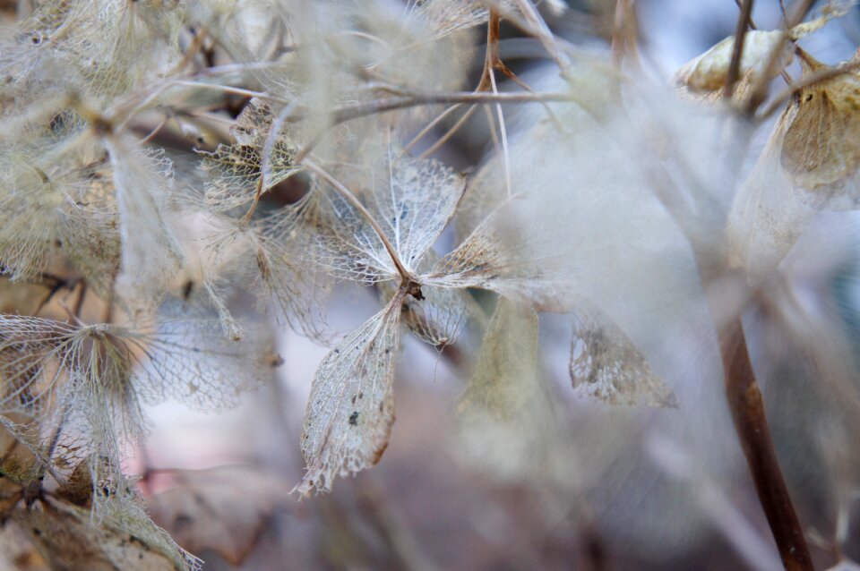 Frost animal hydrangea