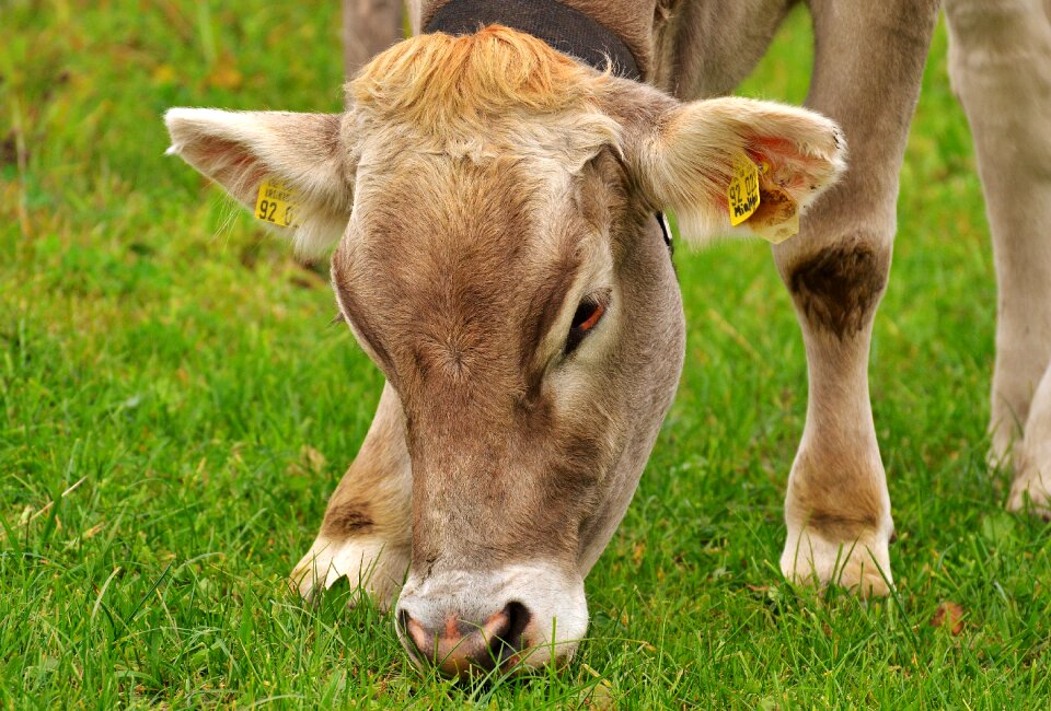 Pasture animal meadow