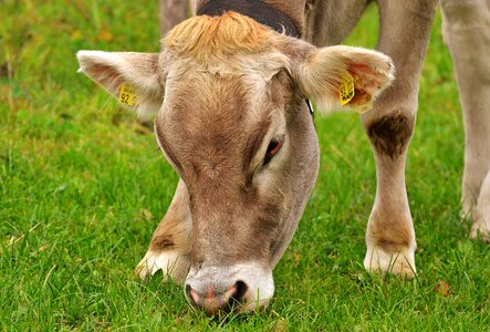 Pasture animal meadow