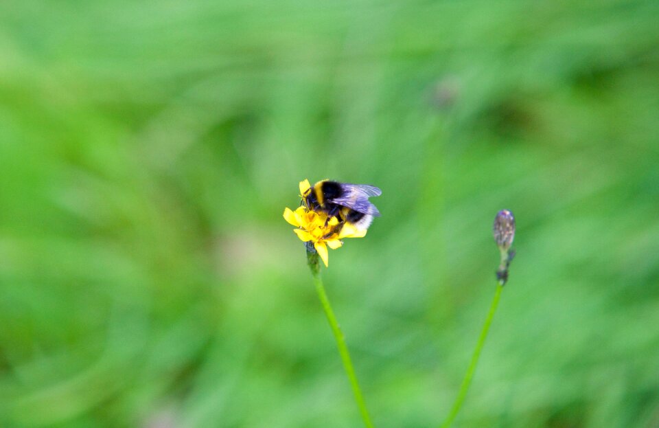 Insect nature spring