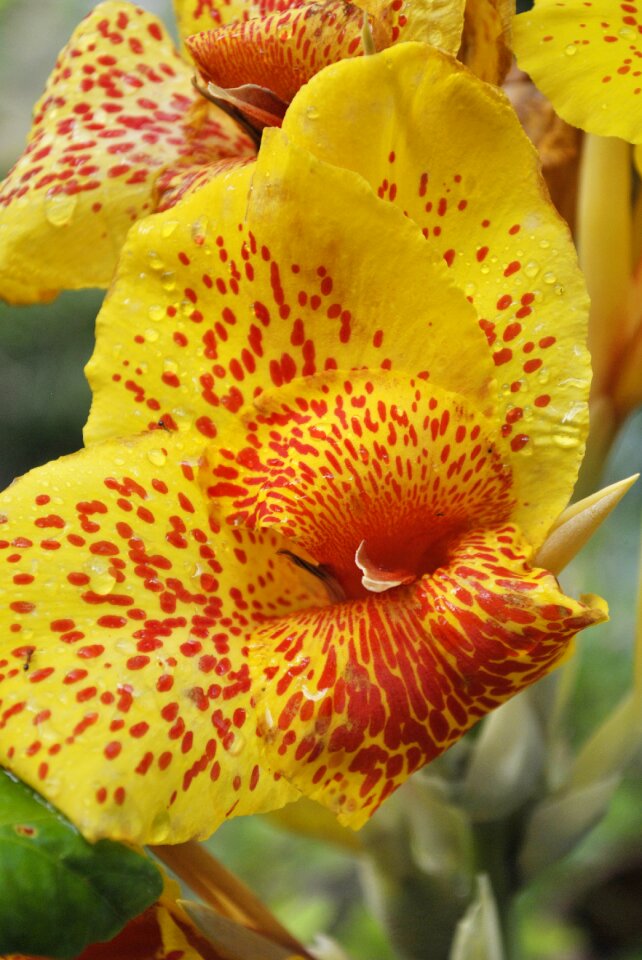 Yellow tlapa de comonfort gro