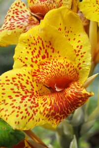 Yellow tlapa de comonfort gro