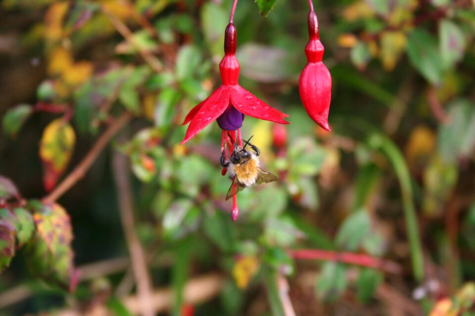 Blooms vivid honey bee