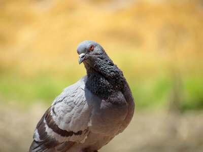 Animal wild pigeon photo