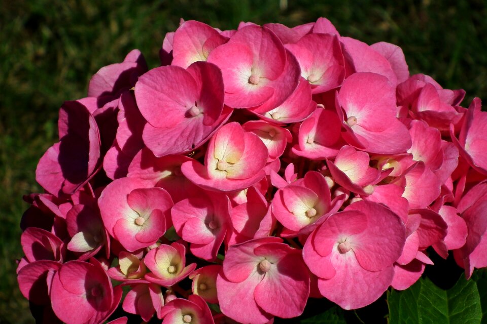 Nature plant garden