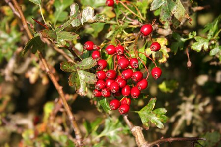 Red fruit plant photo
