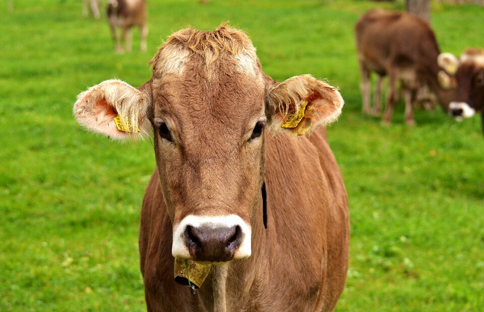 Cute ruminant dairy cattle