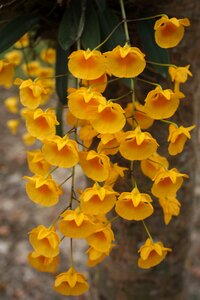 Thailand flower nature