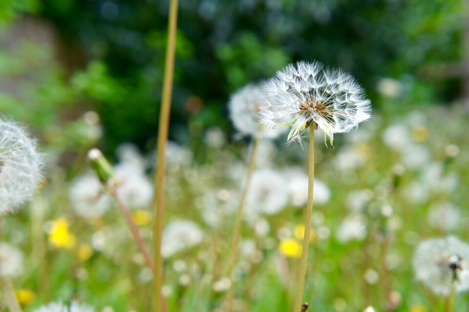 Nature plant flower
