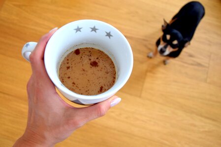 Coffee dog caffeine photo