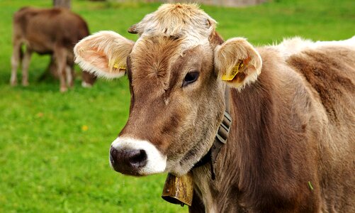 Ruminant dairy cattle pasture photo