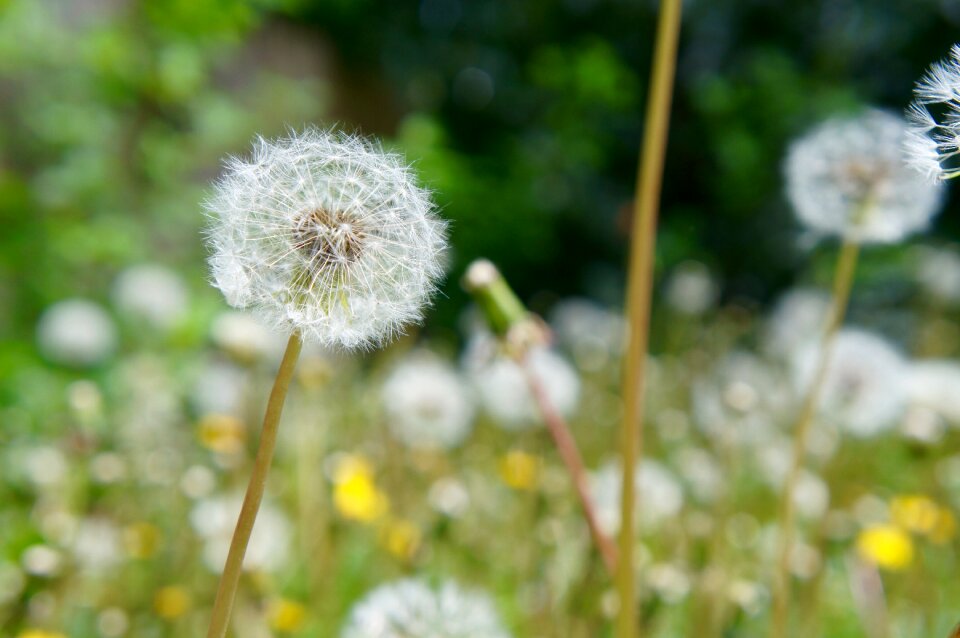 Flower plant nature