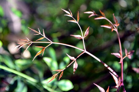 Nature gardening vegetation