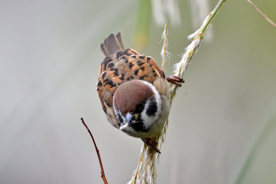 Natural animal sparrow