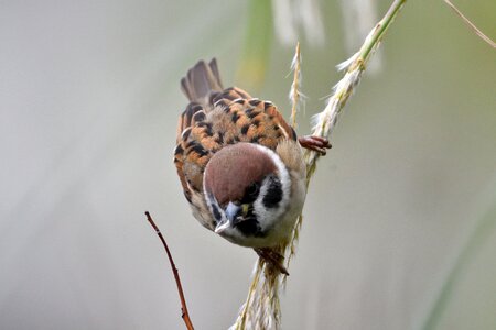 Natural animal sparrow photo