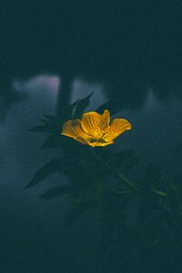 Flower bloom nature