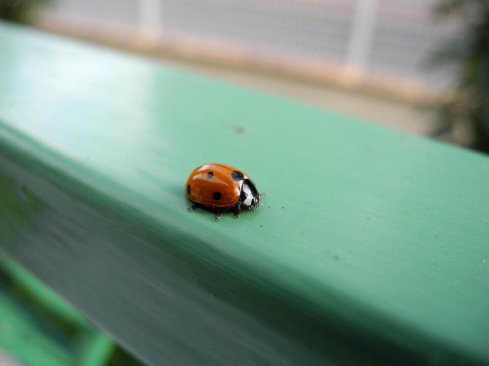 Ladybug animal macro