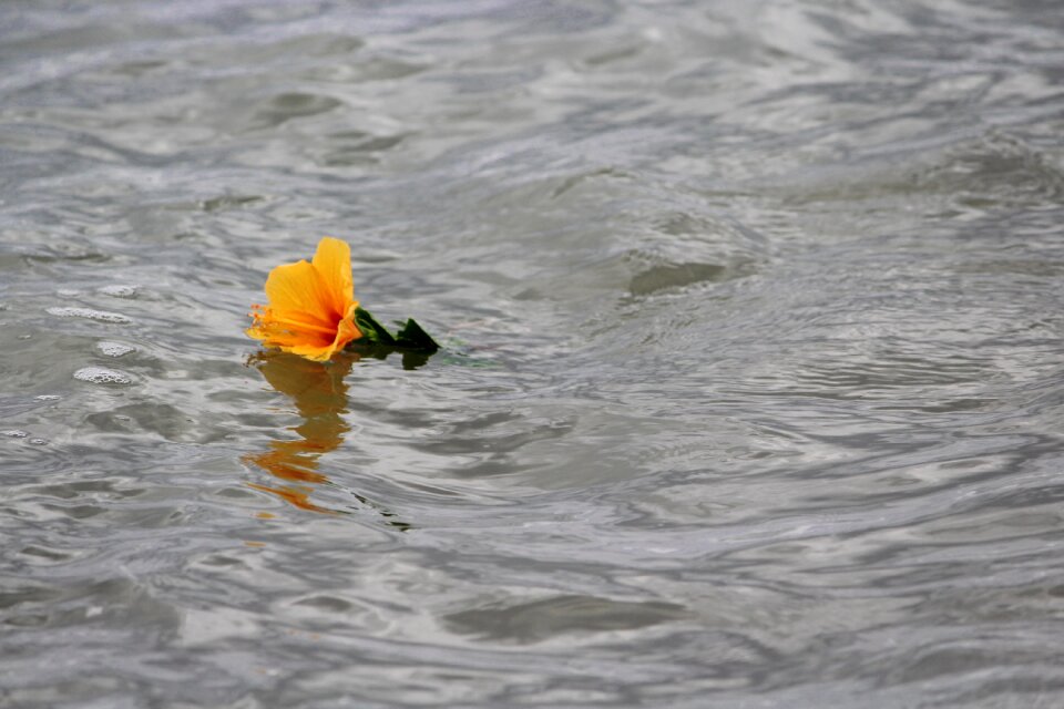 Flower litoral the coast of paraná