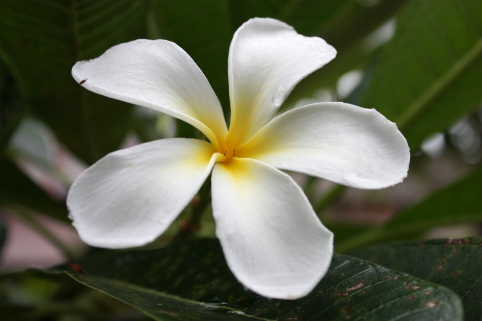 White flowers frangipani flowers white