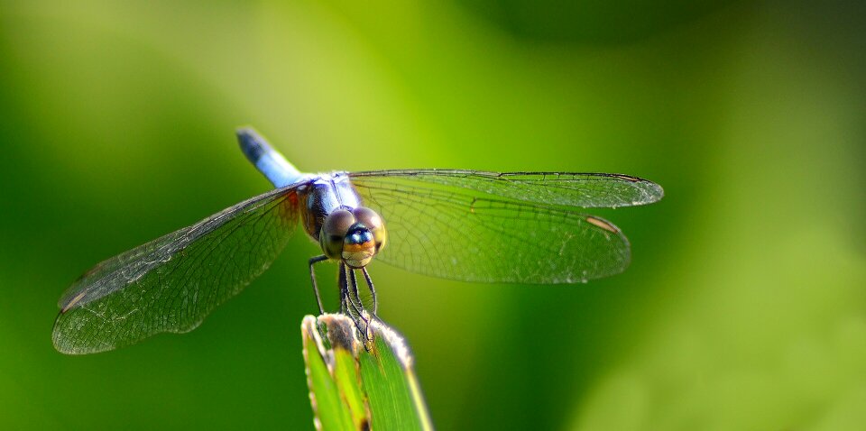 Wildlife animal leaf photo