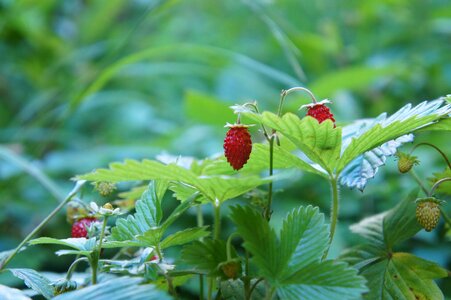 Berry summer strawberry