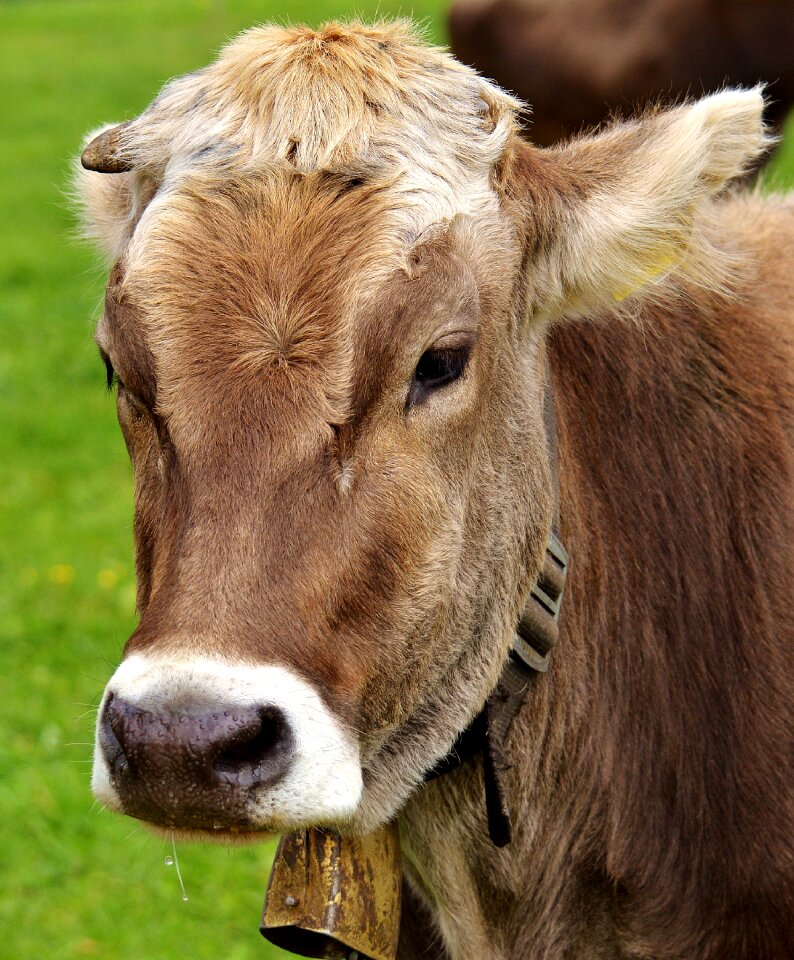Cute ruminant dairy cattle