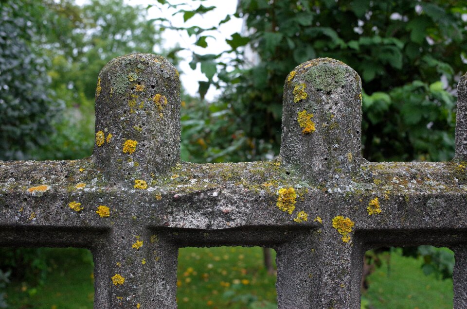 Lichens the fence stone